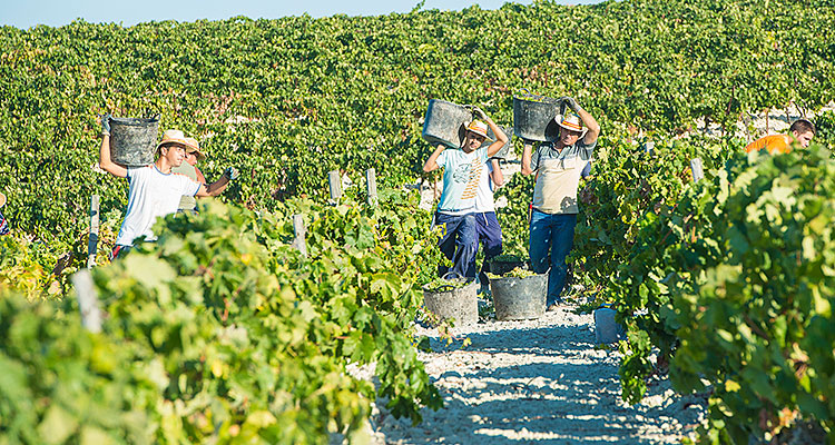 Vigne et ouvriers
