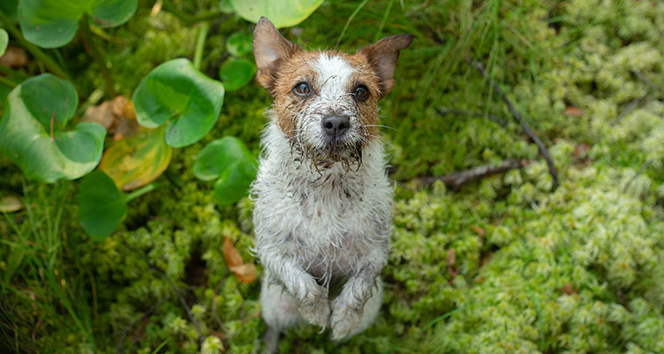 chien sali par la boue