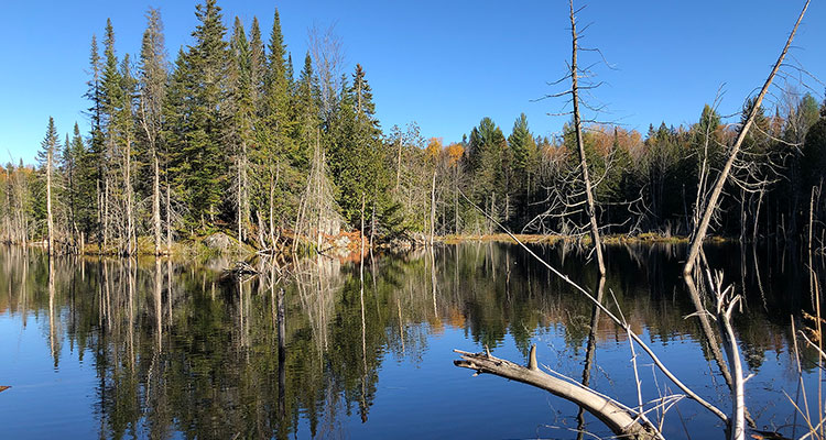 Forêt
