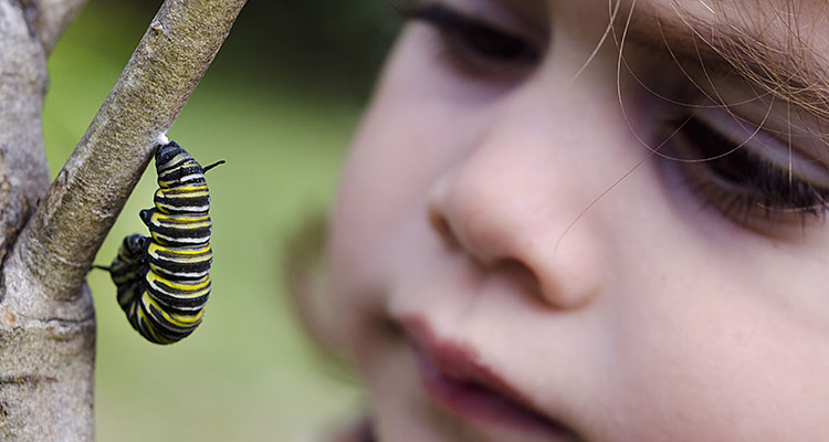 Enfant et chenille papillon