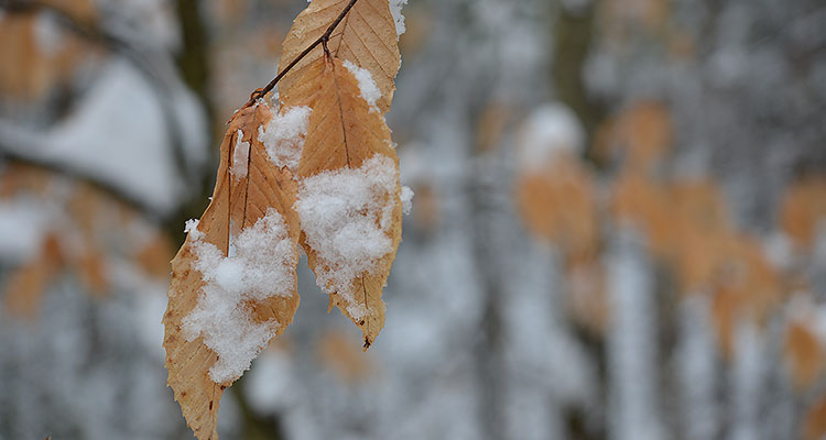 Feuille de bouleau