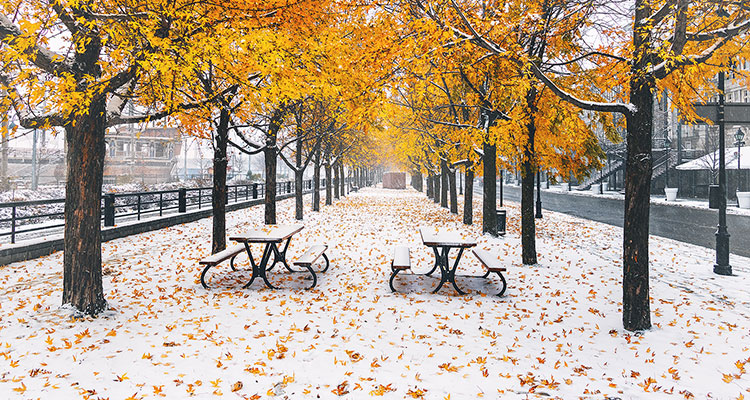 Première neige à Montréal