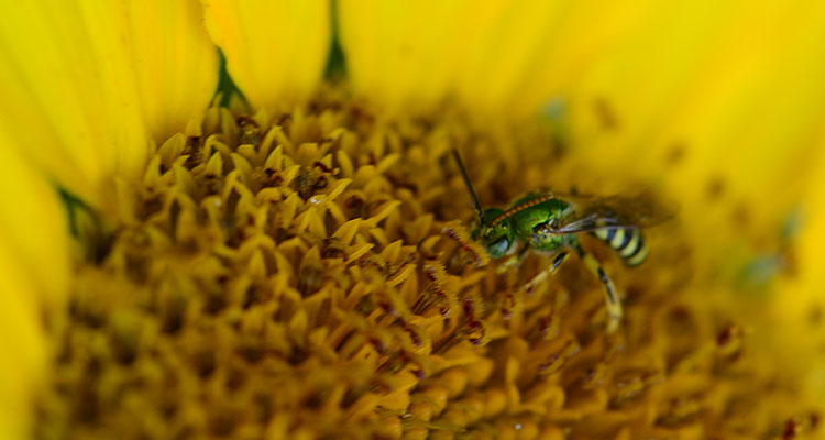 abeille