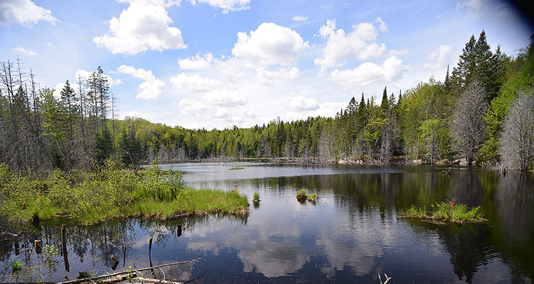 lac